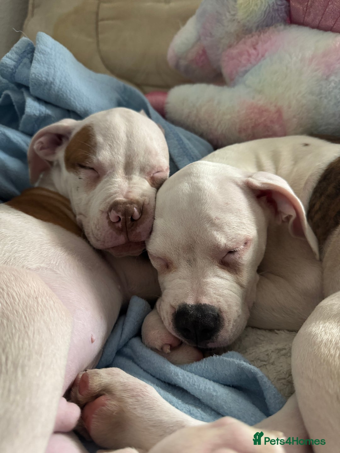 American Bull Staffy dogs for sale: American bulldog Pups - Image 6