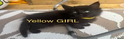 Mixed Breed cats for sale: Mixed Maine coons  - Advert 21