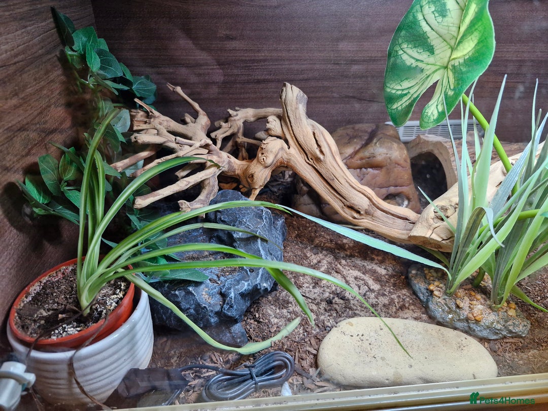 Leopard Gecko reptiles for sale: Female leopard gecko and tank for rehoming - Image 4