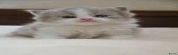 British Shorthair cats for sale: GCCF British Shorthair kitten - Advert 10