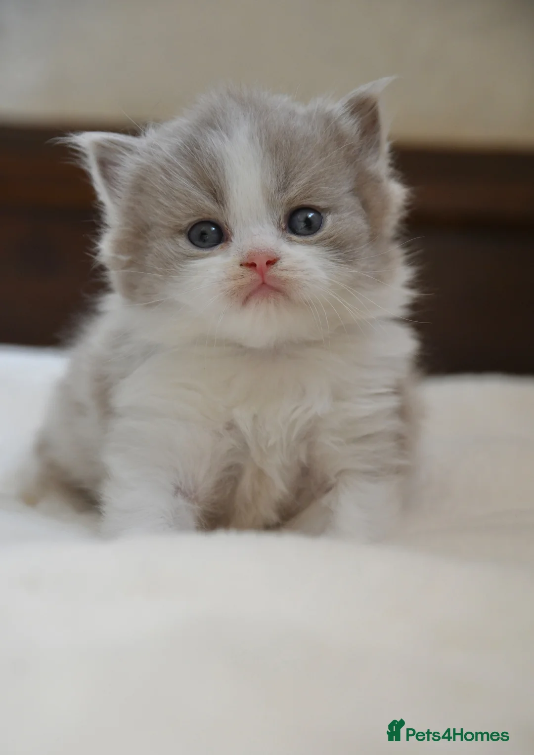 British Shorthair cats for sale: GCCF British Shorthair kitten - Advert 10
