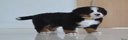 Bernese Mountain Dog dogs for sale: KC REGISTERED BERNEESE PUPPIES  - Advert 25