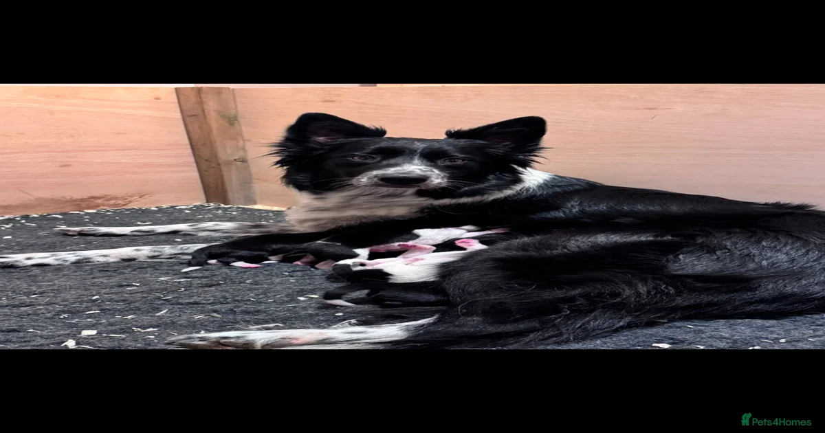 Border Collie Pups for sale in Leighton Buzzard | Pets4Homes