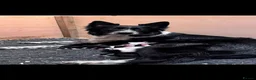 Border Collie dogs for sale: Border Collie Pups - Advert 1