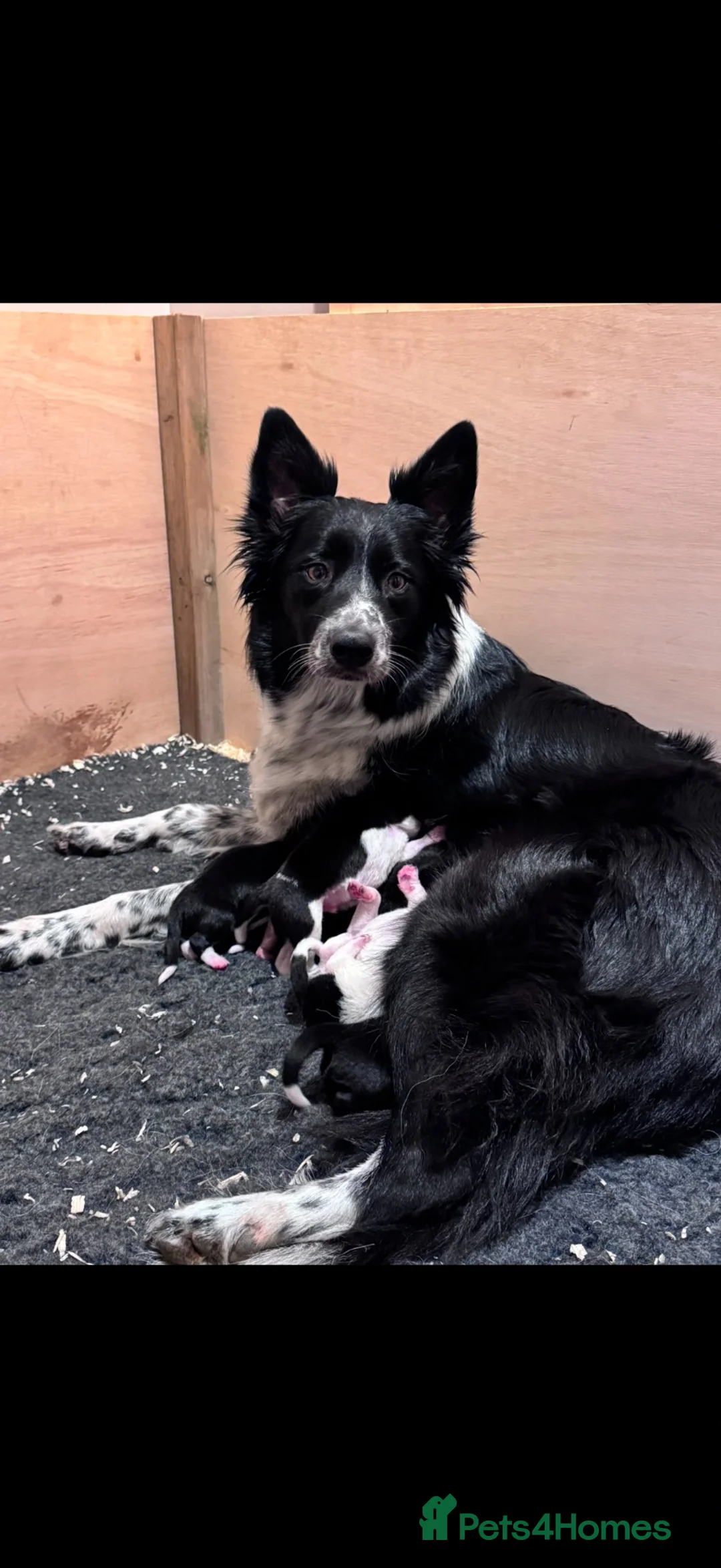 Border Collie dogs for sale: Border Collie Pups - Advert 1