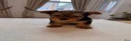 Yorkshire Terrier dogs for sale: BeautifulYorkshire Terrier Puppies –1 Boy & 1 Girl - Advert 7