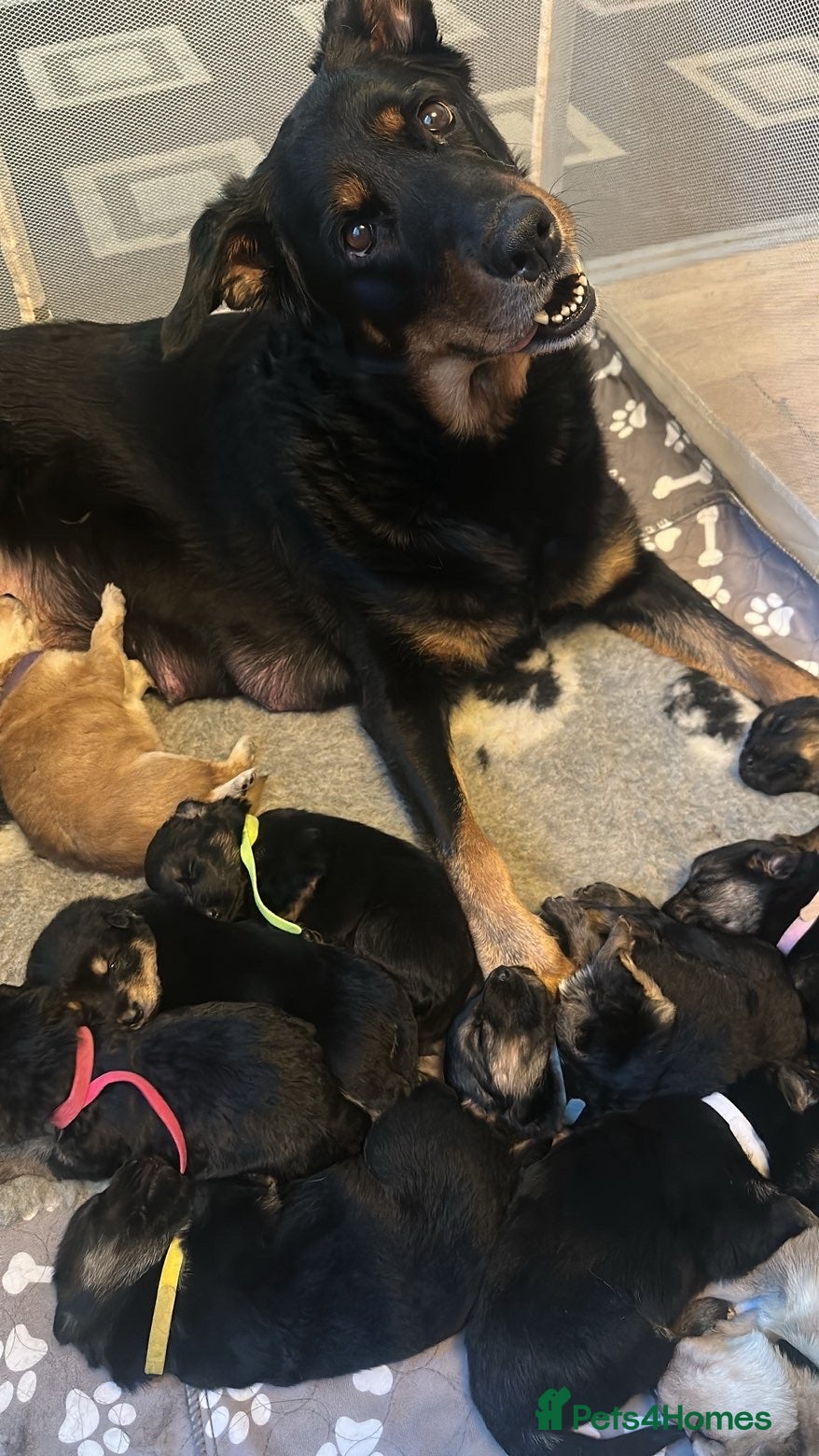 Mixed Breed dogs 3/4 german shepherd 1/4 Rottweiler puppies - Advert 1