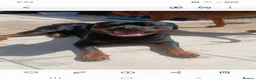 Rottweiler dogs for sale: 2 year old Rottweiler male, Rambo - Advert 17