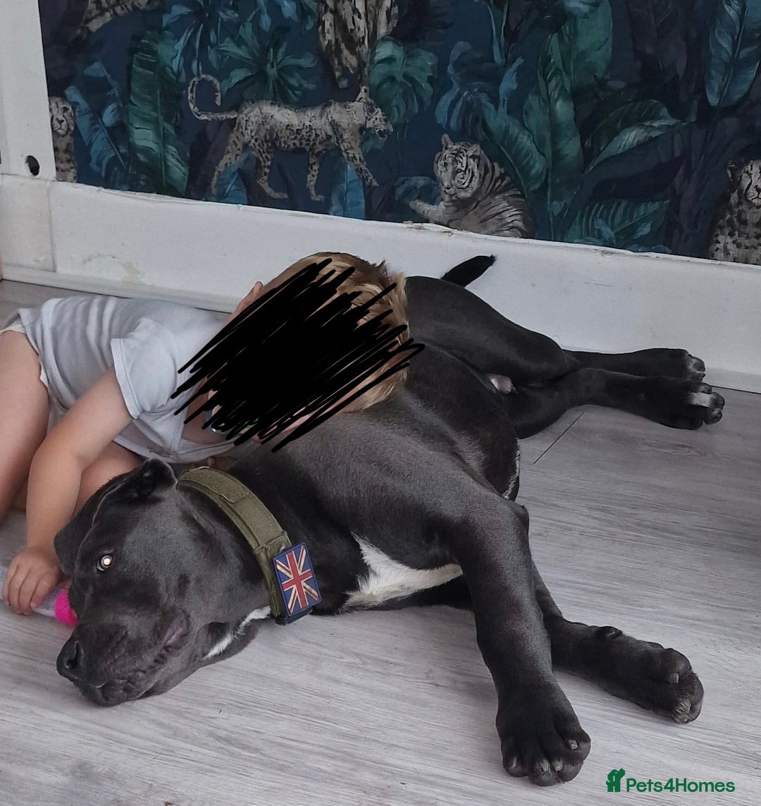 Cane Corso dogs for sale: Conan cane corso - Advert 6