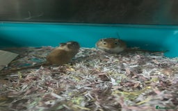 Gerbil rodents for sale: 2  gerbils and cage 9 month old  - Image 2