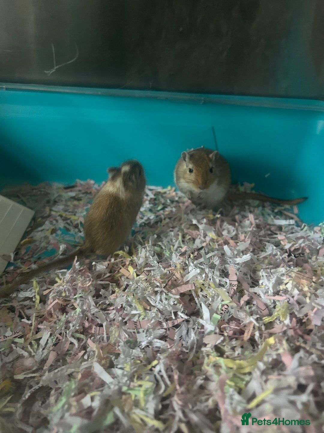 Gerbil rodents for sale: 2  gerbils and cage 9 month old  - Image 2