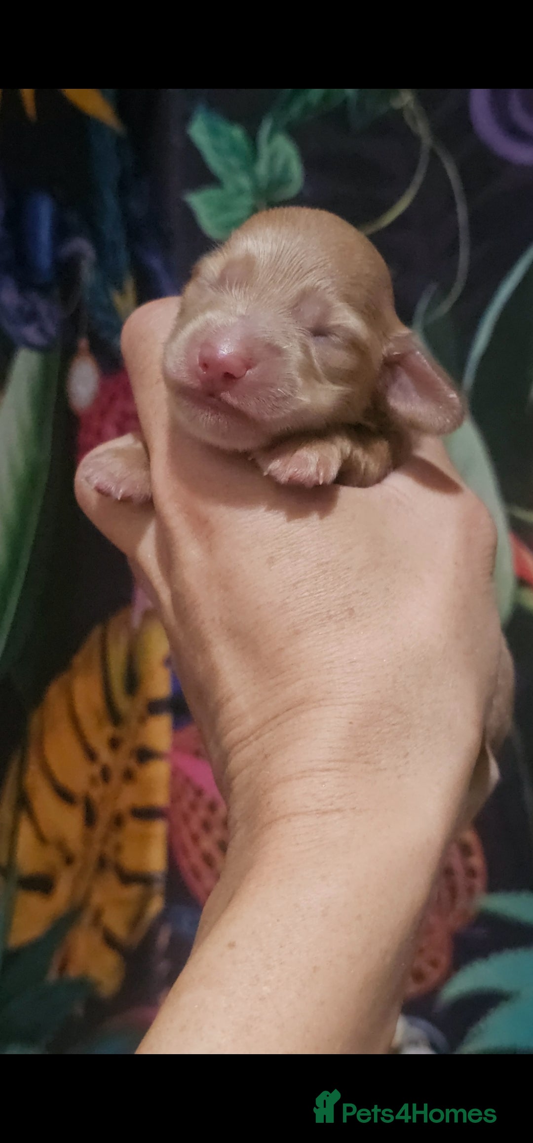 Miniature Dachshund dogs for sale: Miniature Dachshund cream piebald long-haired  - Advert 17