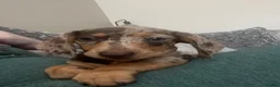 Miniature Dachshund dogs for sale: 💔LOVING HOME WANTED FOR 2 MINIATURE DACHSHUNDS 💔 in Doncaster - Advert 14