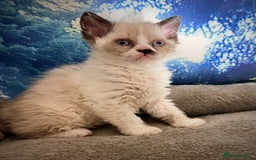 Selkirk Rex cats for sale: Gorgeous Selkirk Rex kittens - Image 11