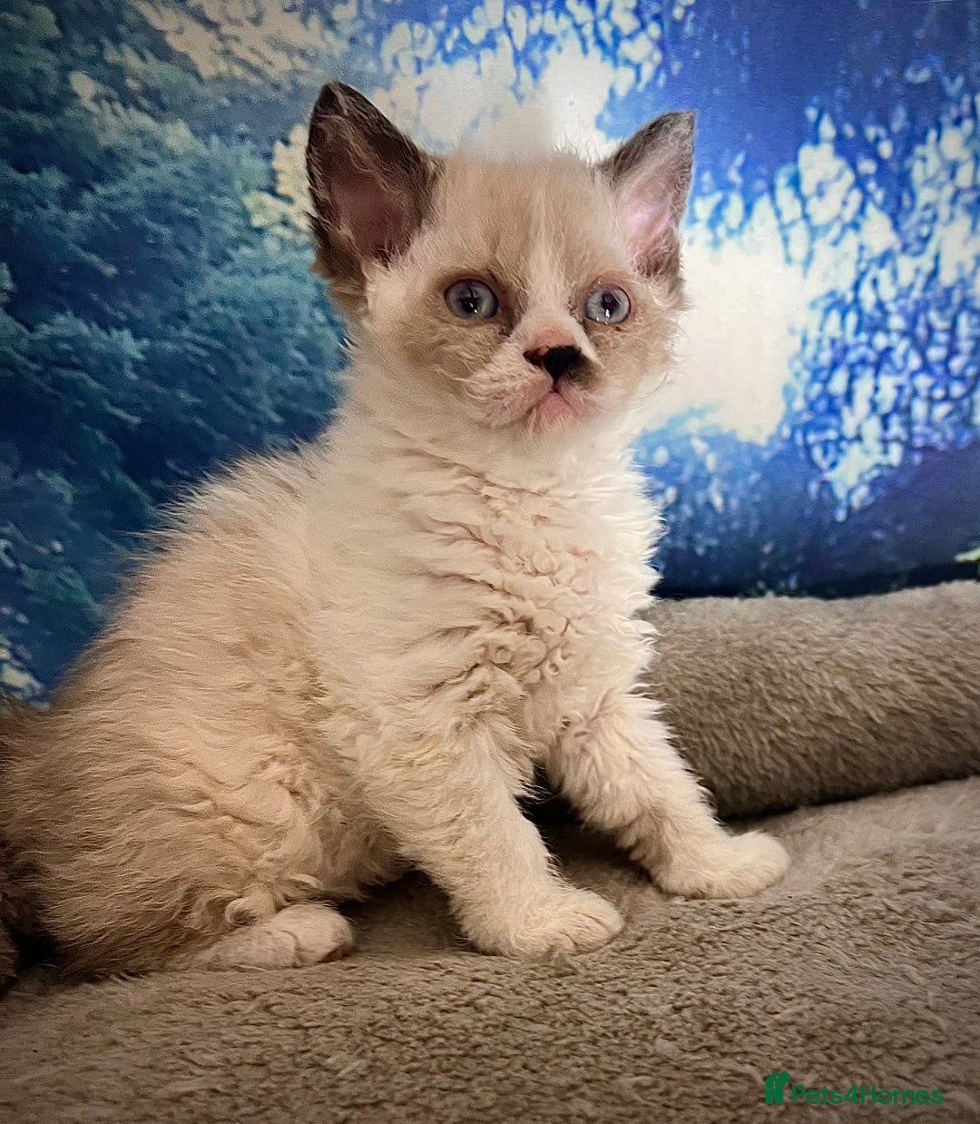 Selkirk Rex cats for sale: Gorgeous Selkirk Rex kittens - Image 11