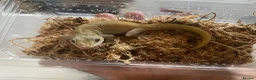Gecko reptiles for sale: Golden gecko  in Cleator Moor - Advert 1