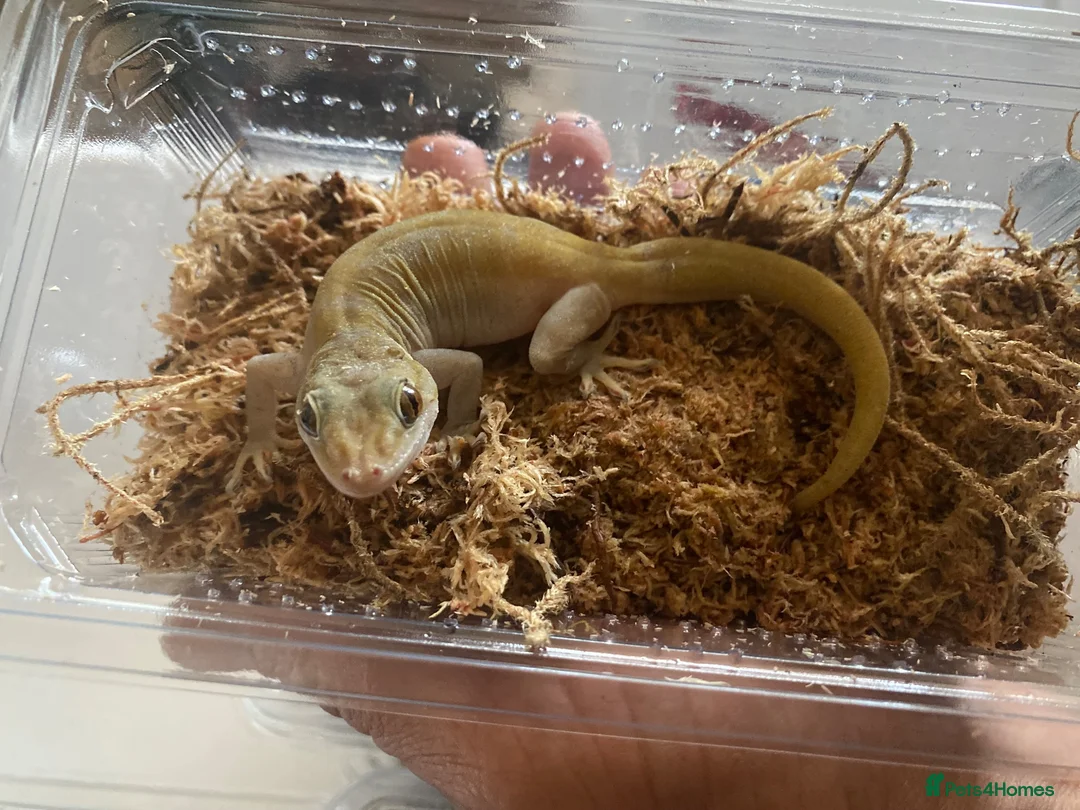 Gecko reptiles for sale: Golden gecko  in Cleator Moor - Advert 1