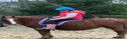 Welsh Section A horses for sale: Beautiful 12.2hh mare  in Shaftesbury - Advert 8