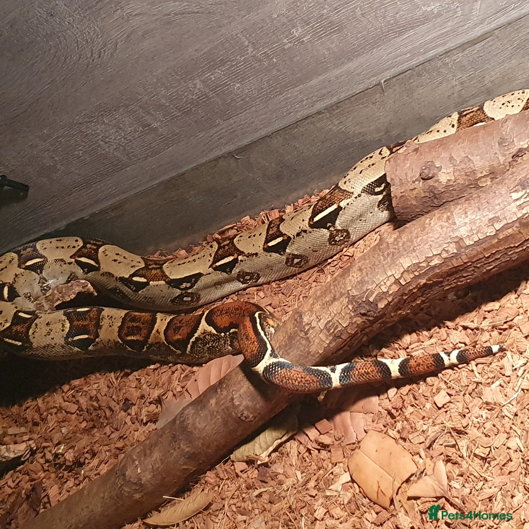 Boa Snake reptiles for sale: Colombian Boa CB19 Male 6ft - Advert 3