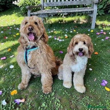 Mixed Breed dogs MultiGen Double Doodle - Advert 1