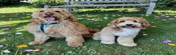 Mixed Breed dogs for sale: MultiGen Double Doodle - Advert 1