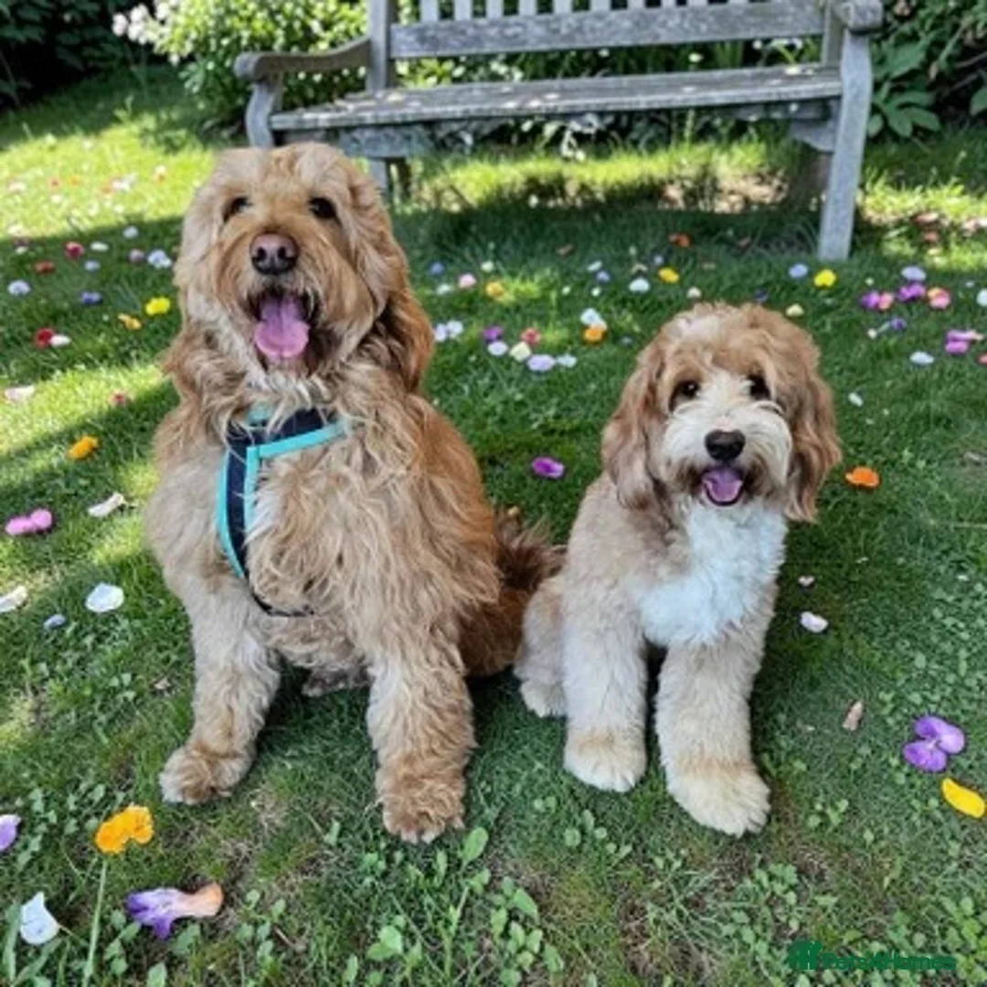 Mixed Breed dogs for sale: MultiGen Double Doodle - Advert 1