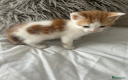 British Shorthair cats for sale: 4 Beautiful babies looking for there forever homes - Image 15