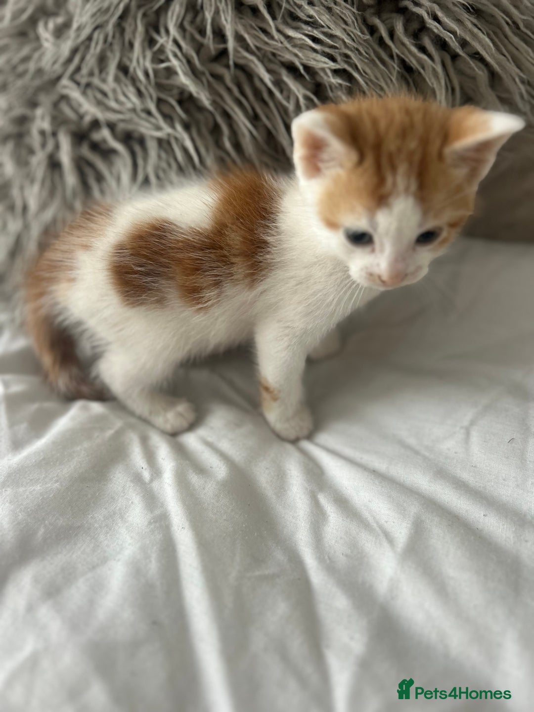 British Shorthair cats for sale: 4 Beautiful babies looking for there forever homes - Image 15