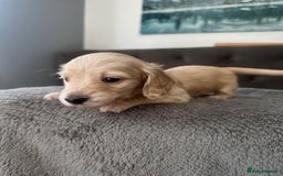 Miniature Dachshund dogs for sale: 2 male long-haired cream miniature dachshunds🩵 - Image 6