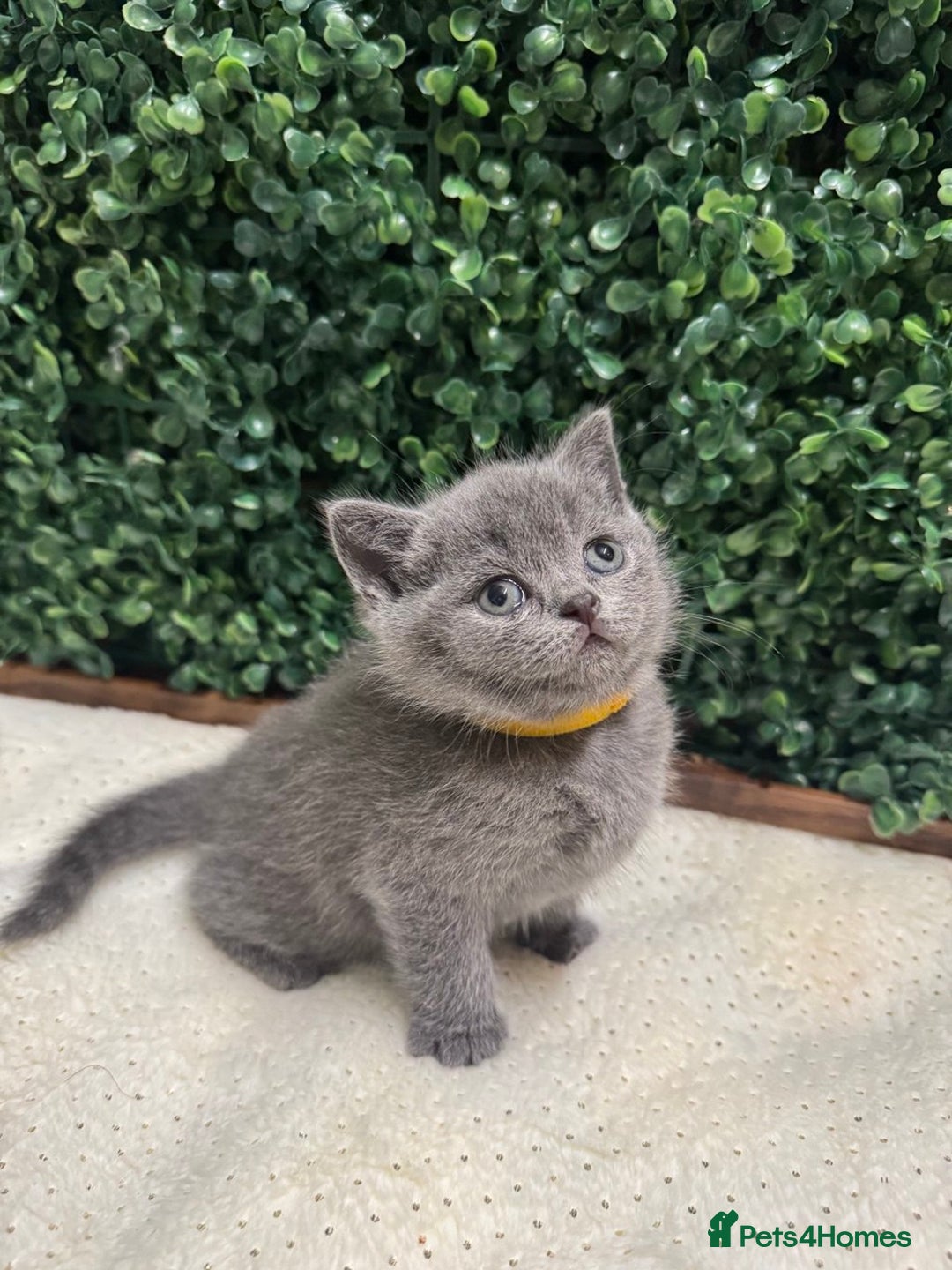 British Shorthair cats for sale: 💕British Shorthair Blue Kittens💕 - Advert 2