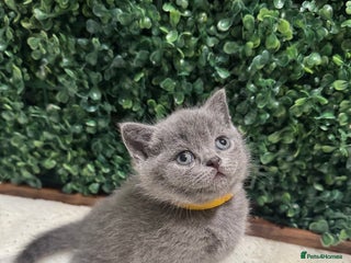 British Shorthair cats 💕British Shorthair Blue Kittens💕 - Advert 2