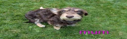 Dachshund dogs for sale: Dachshund pups - Advert 10