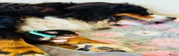Bernese Mountain Dog dogs for sale: Beautiful Bernese Mountain Dog Puppies in Eye - Advert 11
