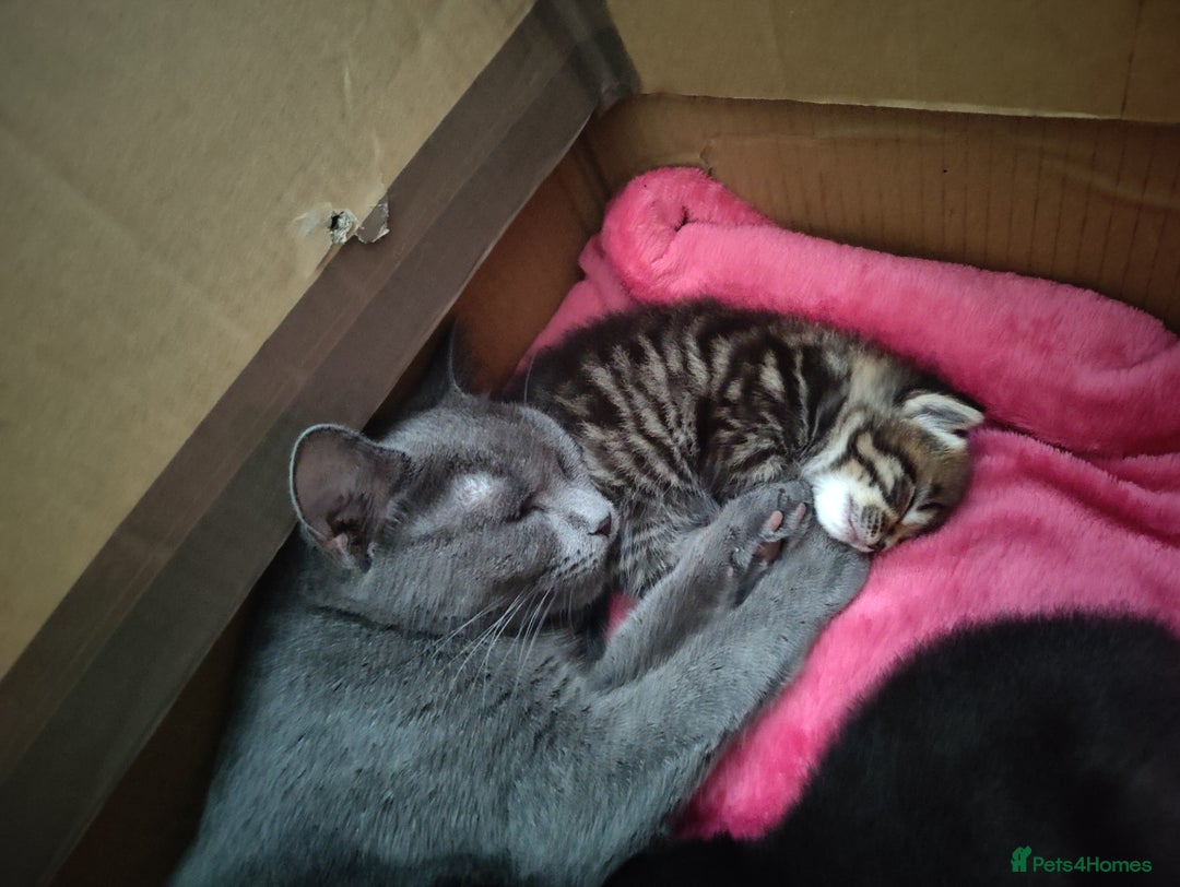Mixed Breed cats for sale: 2 Beautiful Male Kittens, 1 Tabby and 1 Black - Advert 4