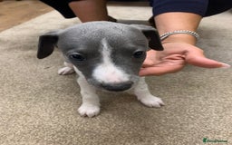Whippet dogs for sale: Beautiful K.C Registered Whippet pups for sale  - Image 5