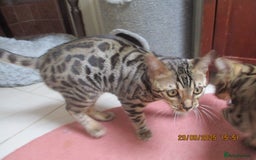 Bengal cats for sale: pedigree male bengals - Image 16