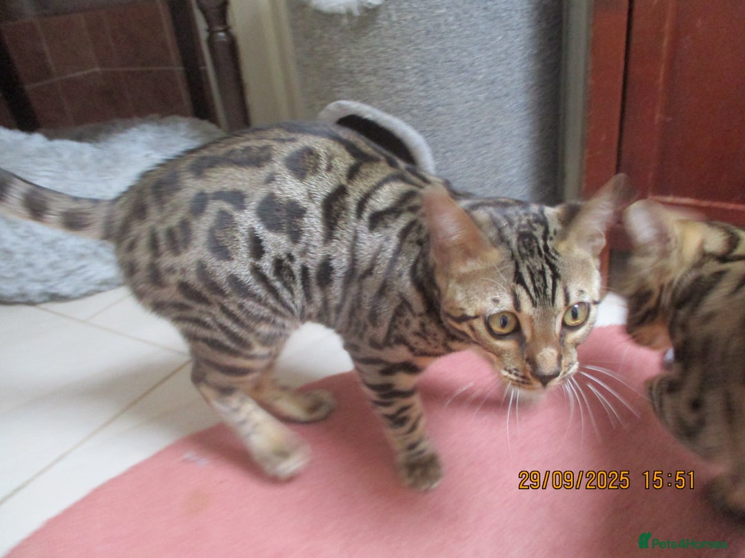 Bengal cats for sale: pedigree male bengals - Image 16