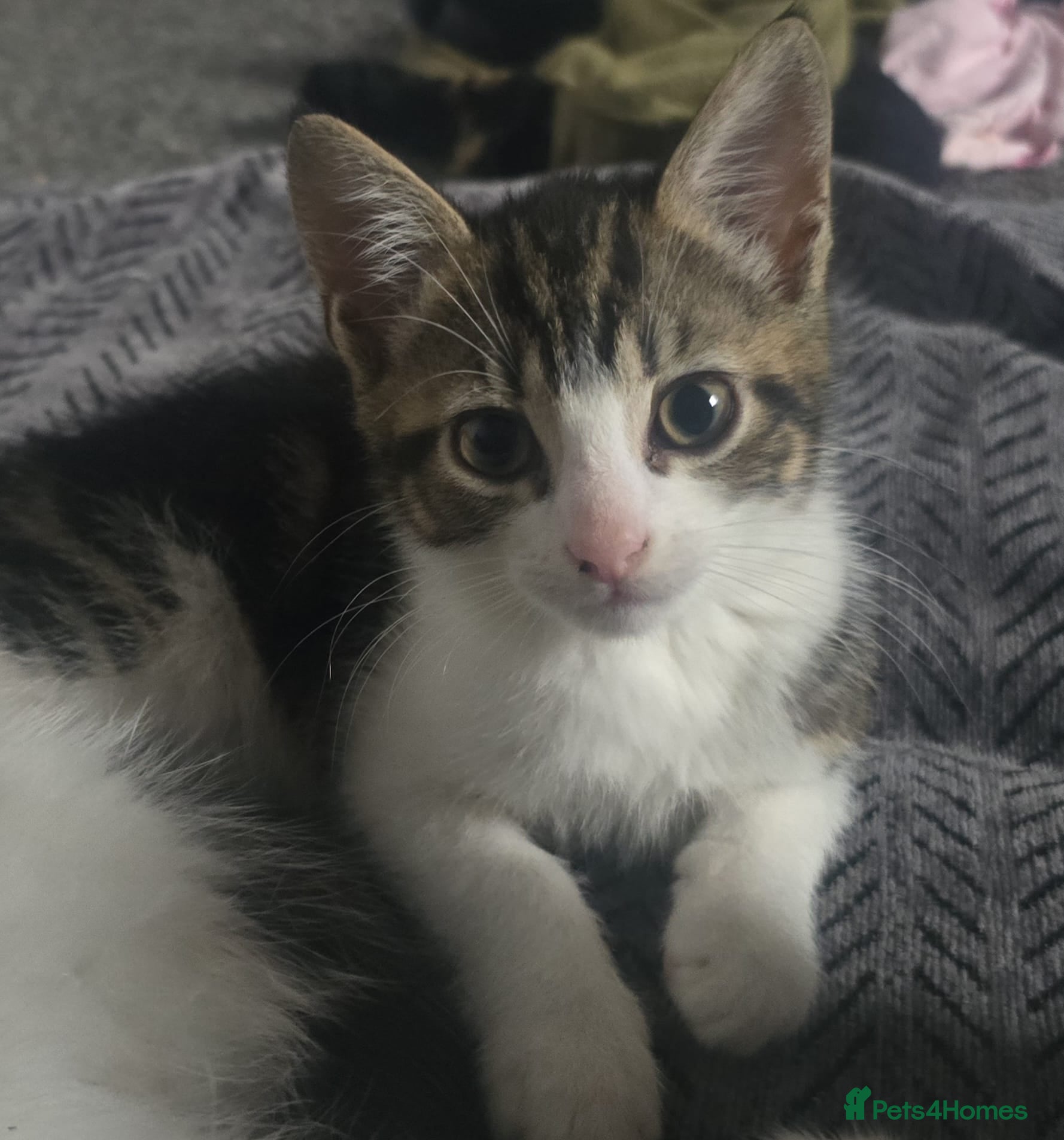 Mixed Breed cats for sale: Cute kittens for sale - Advert 20