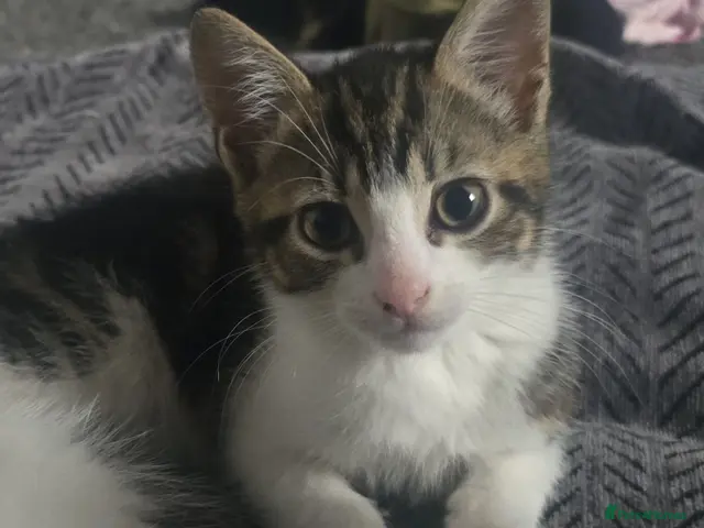 Mixed Breed cats for sale: Cute kittens for sale - Advert 20
