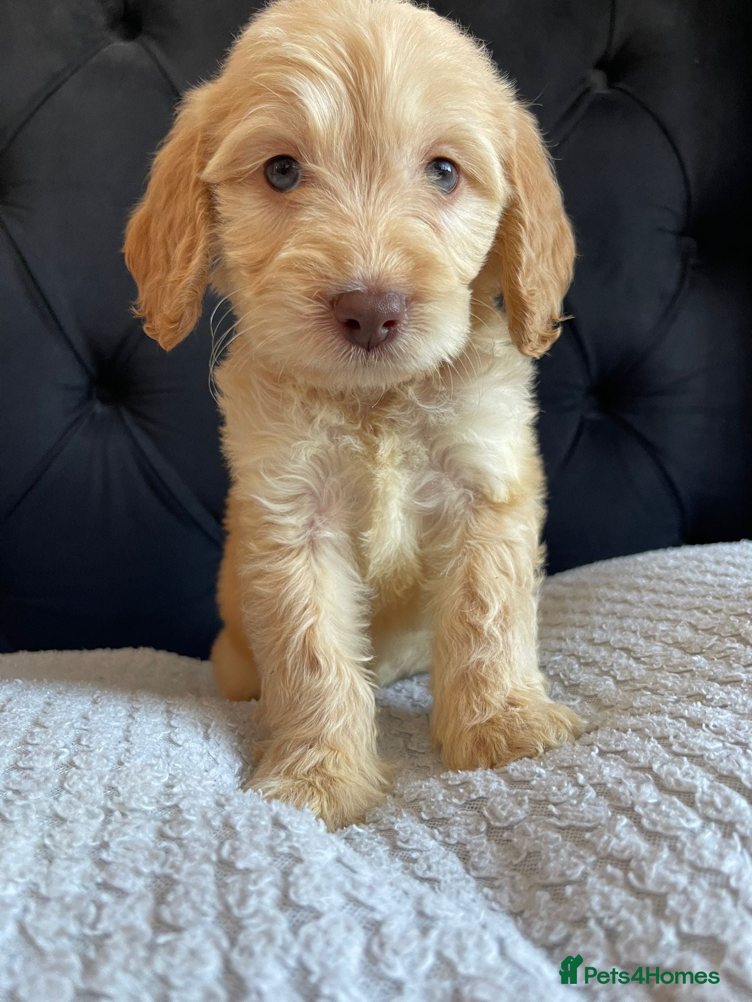 Cockapoo dogs Cockapoo Puppies  - Advert 1