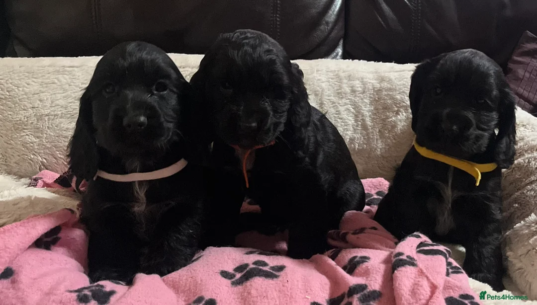 Cocker Spaniel dogs for sale: Stunning show type cocker spaniel puppies  - Advert 18