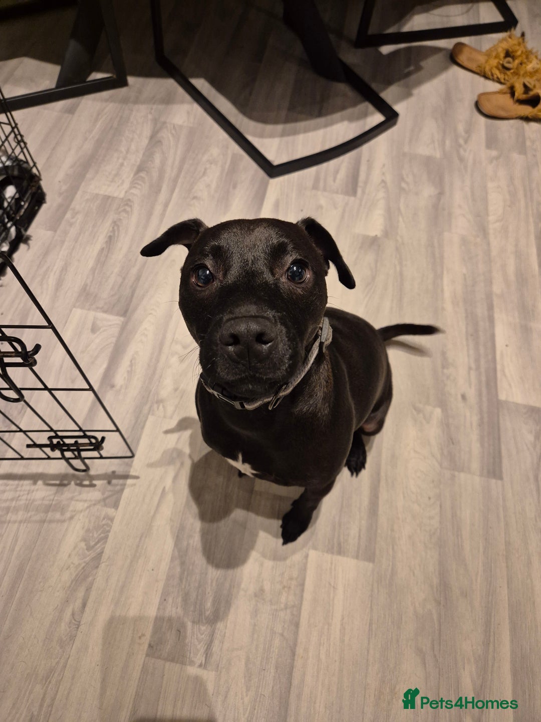 Patterdale Terrier dogs for sale: Patterdale terrier  - Advert 1
