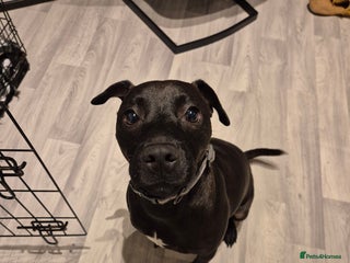 Patterdale Terrier dogs for sale: Patterdale terrier - Advert 1