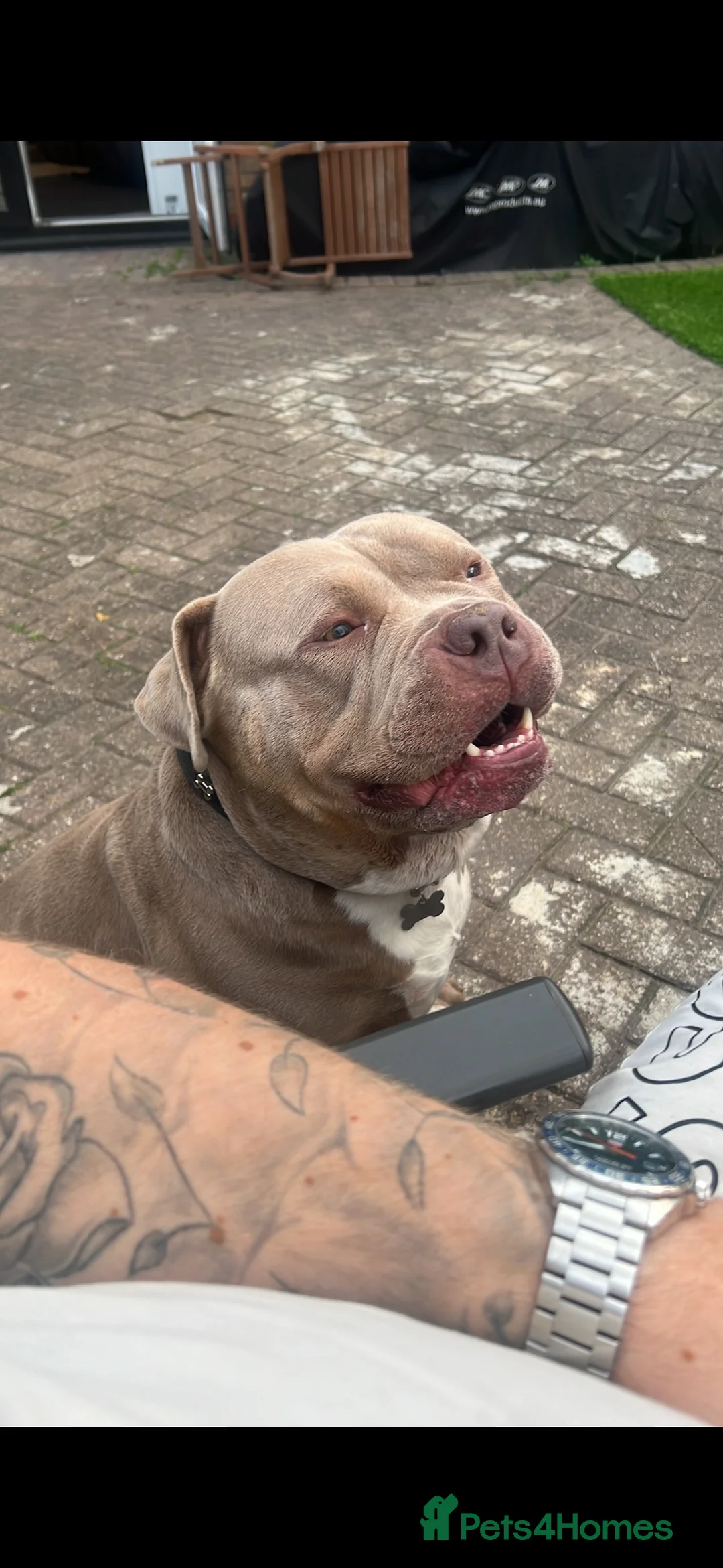 American Bully dogs for stud: Pocket bully for STUD - Advert 3