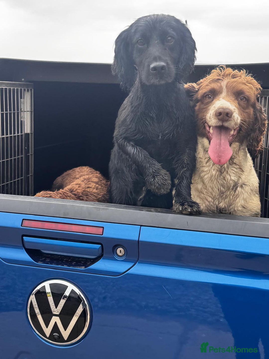 Sprocker dogs for sale: 6 beutiful sprocker pups  - Image 7