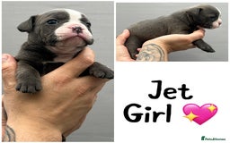 Olde English Bulldogge dogs for sale: Beautiful old English bulldog puppies  - Image 6