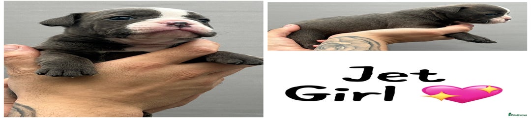 Olde English Bulldogge Jet