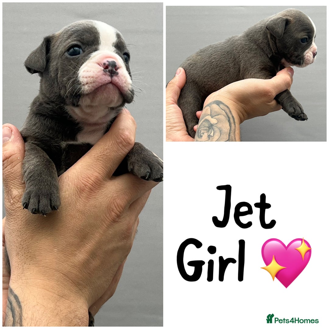 Olde English Bulldogge dogs for sale: Beautiful old English bulldog puppies  - Image 6