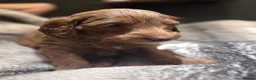 Mixed Breed dogs for sale: 7 week Cockadoodles. Reduced Price.  - Advert 24