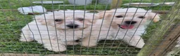 Westiepoo dogs for sale: Westie poo puppies in Gravesend - Advert 1